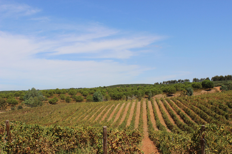 Évora: Jeep Vineyards Tour with Regional Wine & Food Tasting