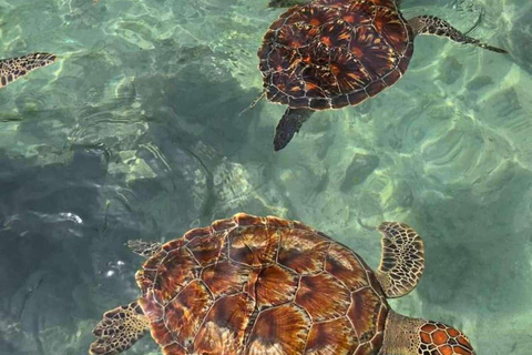 Zanzibar: Las Jozani, Jaskinia Salaam i restauracja RockLas Jozani, jaskinia Salaam i restauracja The Rock. Bez transportu.