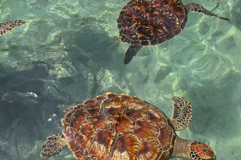 Zanzibar: Las Jozani, Jaskinia Salaam i restauracja RockLas Jozani, jaskinia Salaam i restauracja The Rock. Bez transportu.