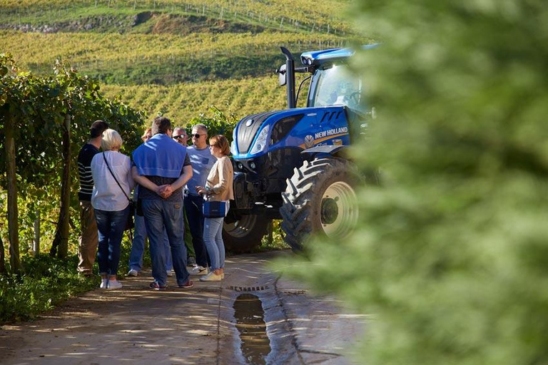 San Sebastian: Private Txakoli bodega (Hondarribia/Getaria)