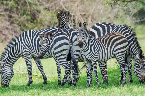 3 Days Lake Mburo National Park Safari Tour, Uganda
