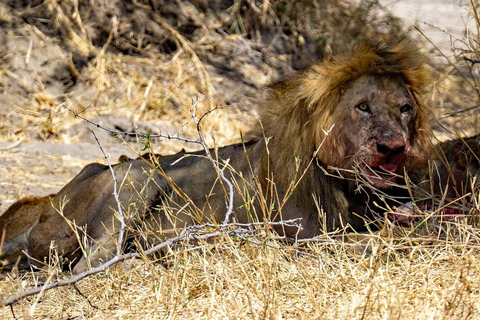 Tagestour: Sansibar nach Selous/ Nyerere National Park