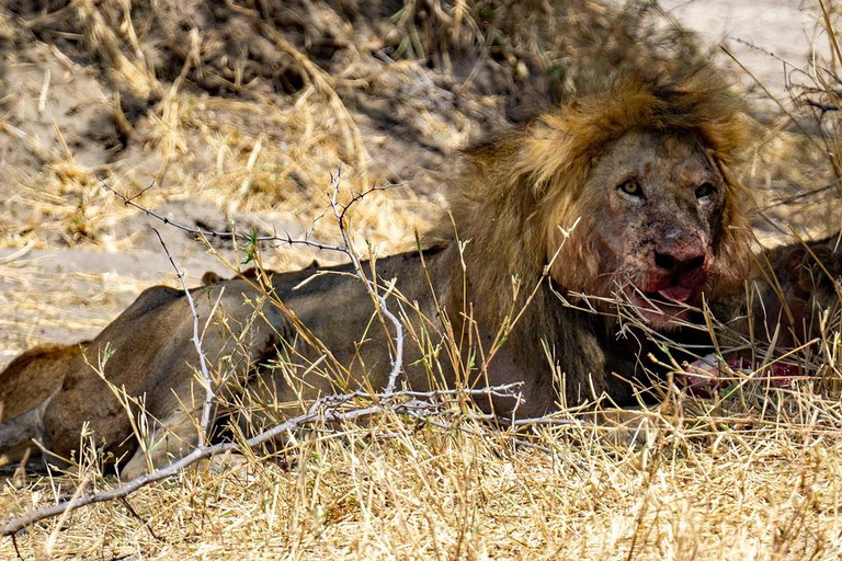 Excursión de un día: Zanzíbar a Selous/ Parque Nacional Nyerere