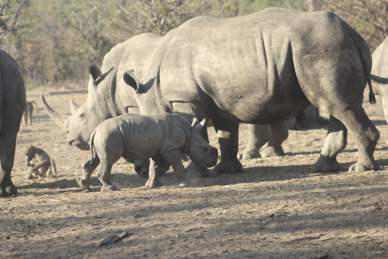 Livingstone: Private White Rhino Photography Safari
