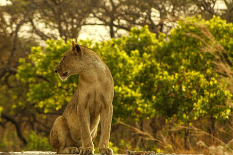 Tanzania: 7-Day Luxury Safari with Serengeti & Ngorongoro