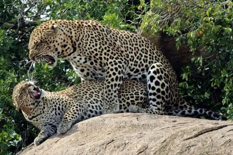 Arusha : 3 jours de safari au Serengeti et au Ngorongoro