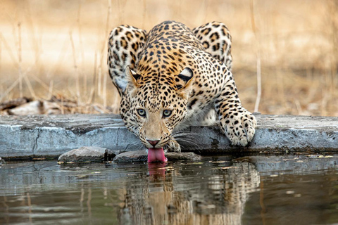 Jaipur: Tour safari con i leopardi a Jhalana l Avvistamento degli animali selvatici