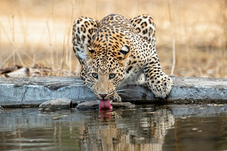 Jaipur : Safari aux léopards à Jhalana l Repérer les animaux sauvages