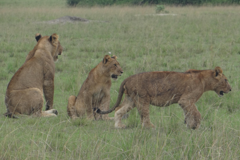 2 Days Big five Safari with Boat in Murchison Falls