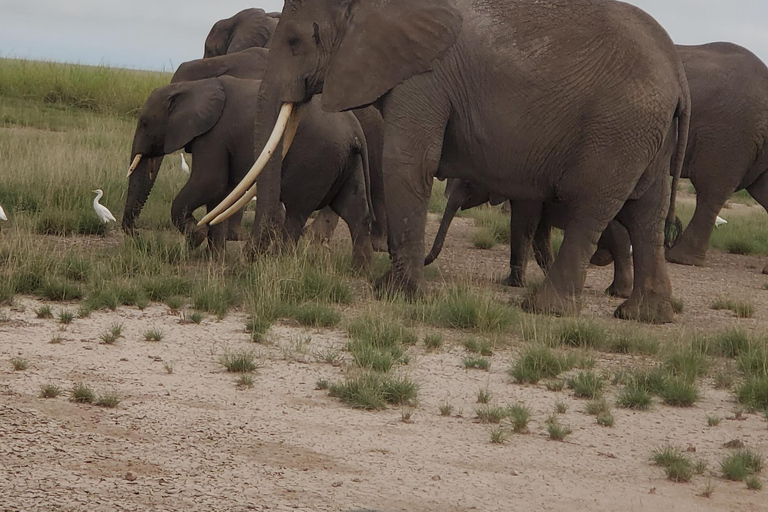 جولة رحلة ليوم واحد في أمبوسيلي - إطلالة على كليمنجارو