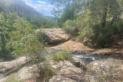 Gold Coast: Springbrook Waterfalls Private Tour