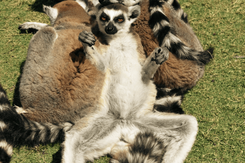 Rhodes: Farma of Rhodes Petting Zoo Half-Day Trip