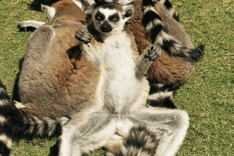 Rhodes: Farma of Rhodes Petting Zoo Half-Day Trip