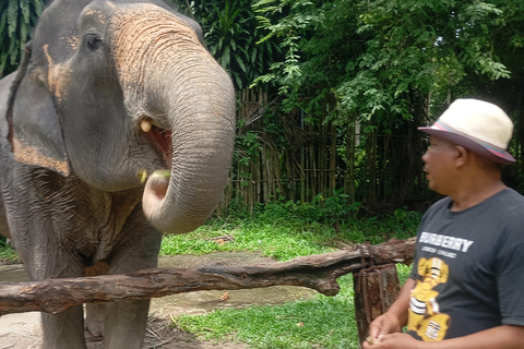 Koh Lanta:Excursión de medio día al Manglar + Campamento de Elefantes