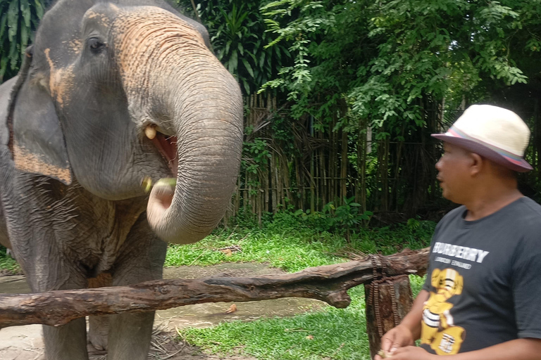 Koh Lanta : visite d&#039;une demi-journée à la mangrove et au camp des éléphants