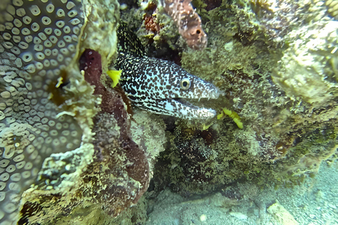 Experimenta el Emocionante Mundo Submarino del CaribeDescubre el pecio y nada con las tortugas y los peces tropicales
