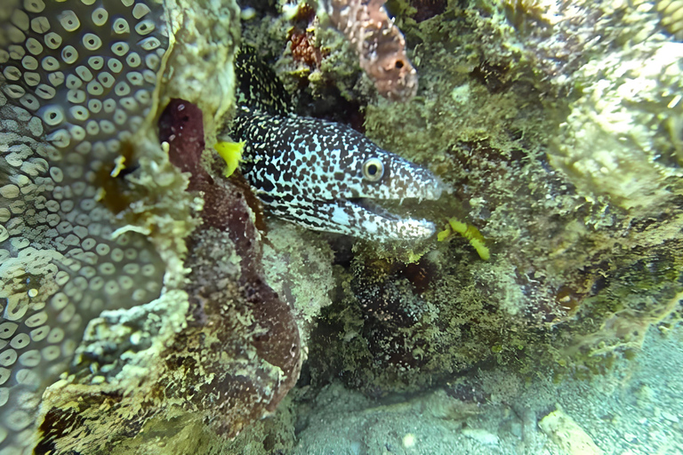 Experimenta el Emocionante Mundo Submarino del CaribeDescubre el pecio y nada con las tortugas y los peces tropicales