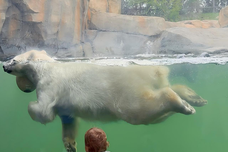 Chicago: A Guided Walking Tour of Lincoln Park Zoo