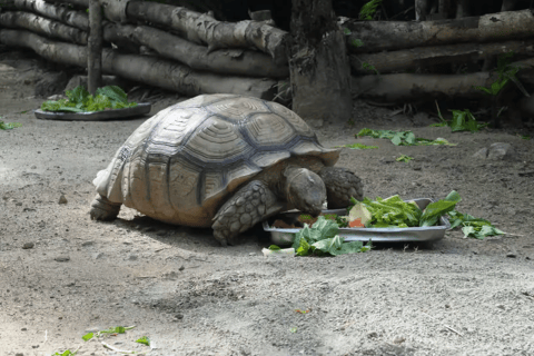 Cebu Safari: Experience Wildlife Up Close