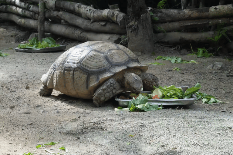 Cebu Safari: Experience Wildlife Up Close