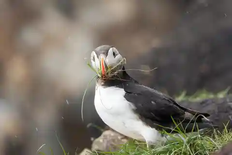 Midnattssolsafari runt ön Hornøya