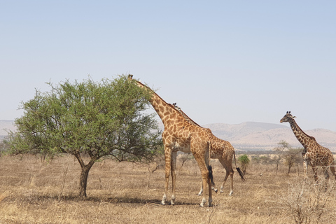 Tanzania: Safari de lujo de 6 días al Serengeti y al Ngorongoro