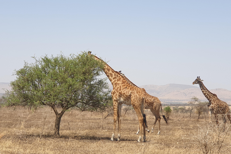 Tanzania: Safari di lusso di 6 giorni a Serengeti e Ngorongoro