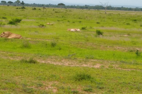 Visita de um dia ao Parque Nacional MikumiViagem diurna ao Parque Nacional Mikumi saindo de Zanzibar (voo)