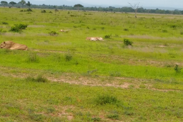 Visita de um dia ao Parque Nacional MikumiViagem diurna ao Parque Nacional Mikumi saindo de Zanzibar (voo)