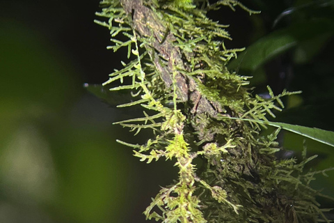 Monteverde: Paseo nocturno por el Refugio de Vida Silvestre de Monteverde