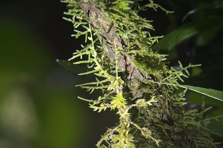 Monteverde: Paseo nocturno por el Refugio de Vida Silvestre de Monteverde