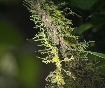 Monteverde Wildlife Refuge Guided Night Walk