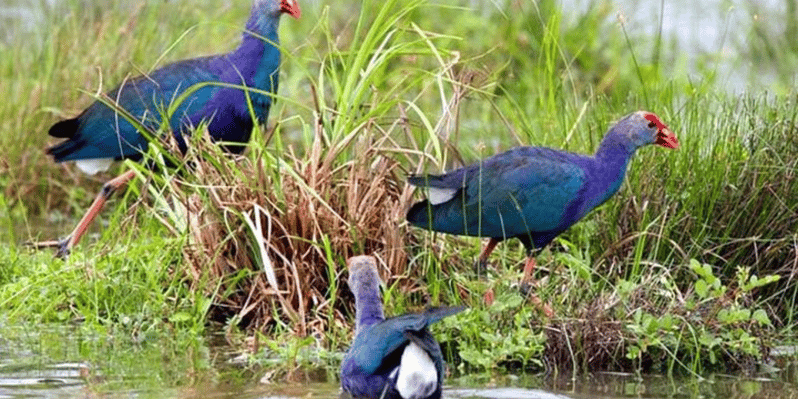 Wingedwonder Ofmuthurajawela Wetlandbirdwatching Expedition Getyourguide