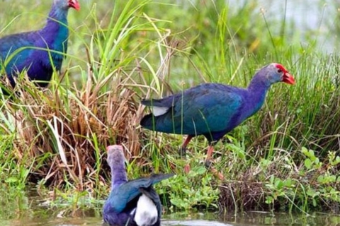 Skrzydlaty cud mokradeł Muthurajawela: wyprawa na obserwację ptakówWaikkal