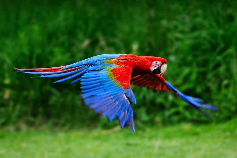 3-dagars campingtur i Amazonas djungel från Iquitos