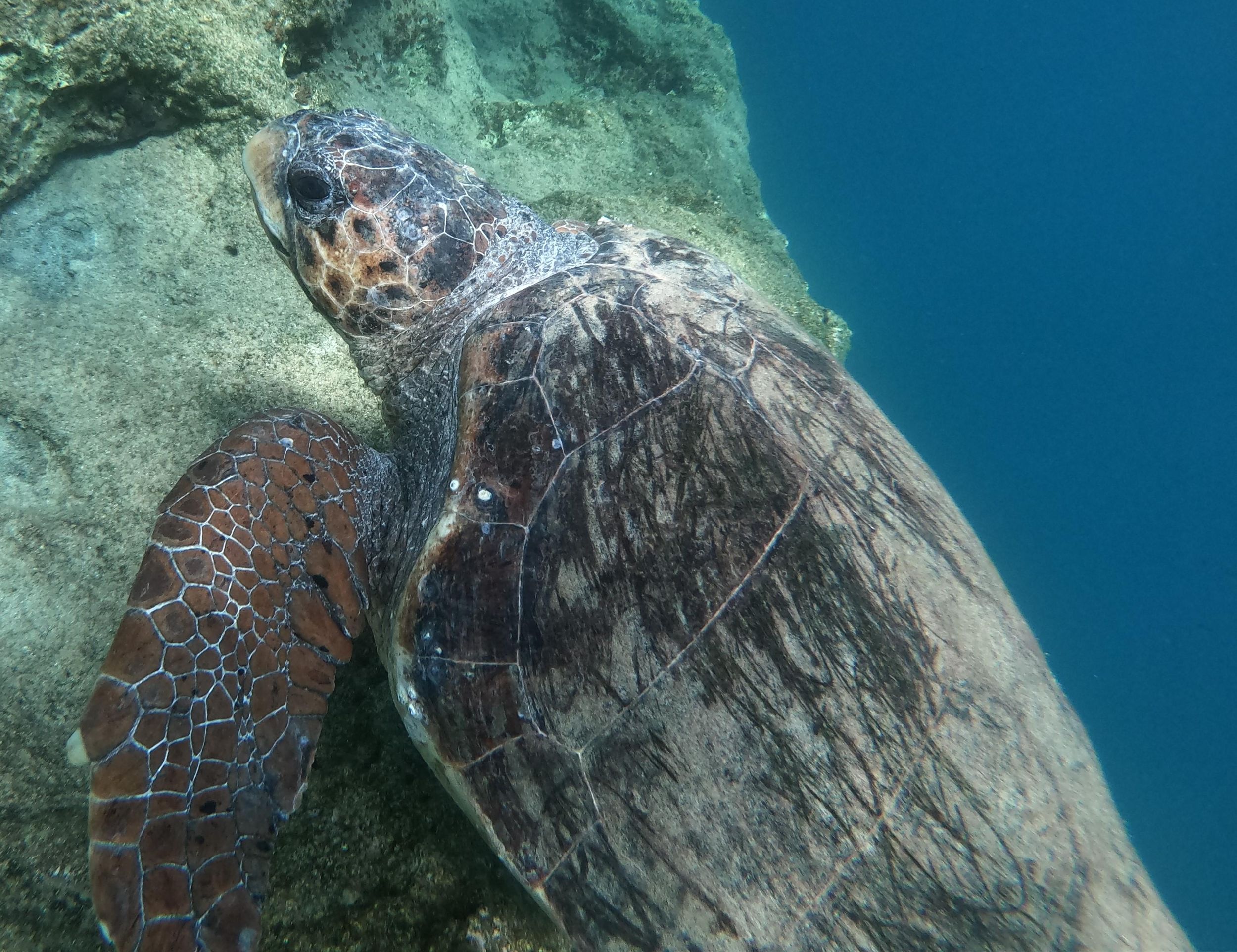 Athenische Riviera: Schnorcheln an der Küste & Unterwasser-Fotos