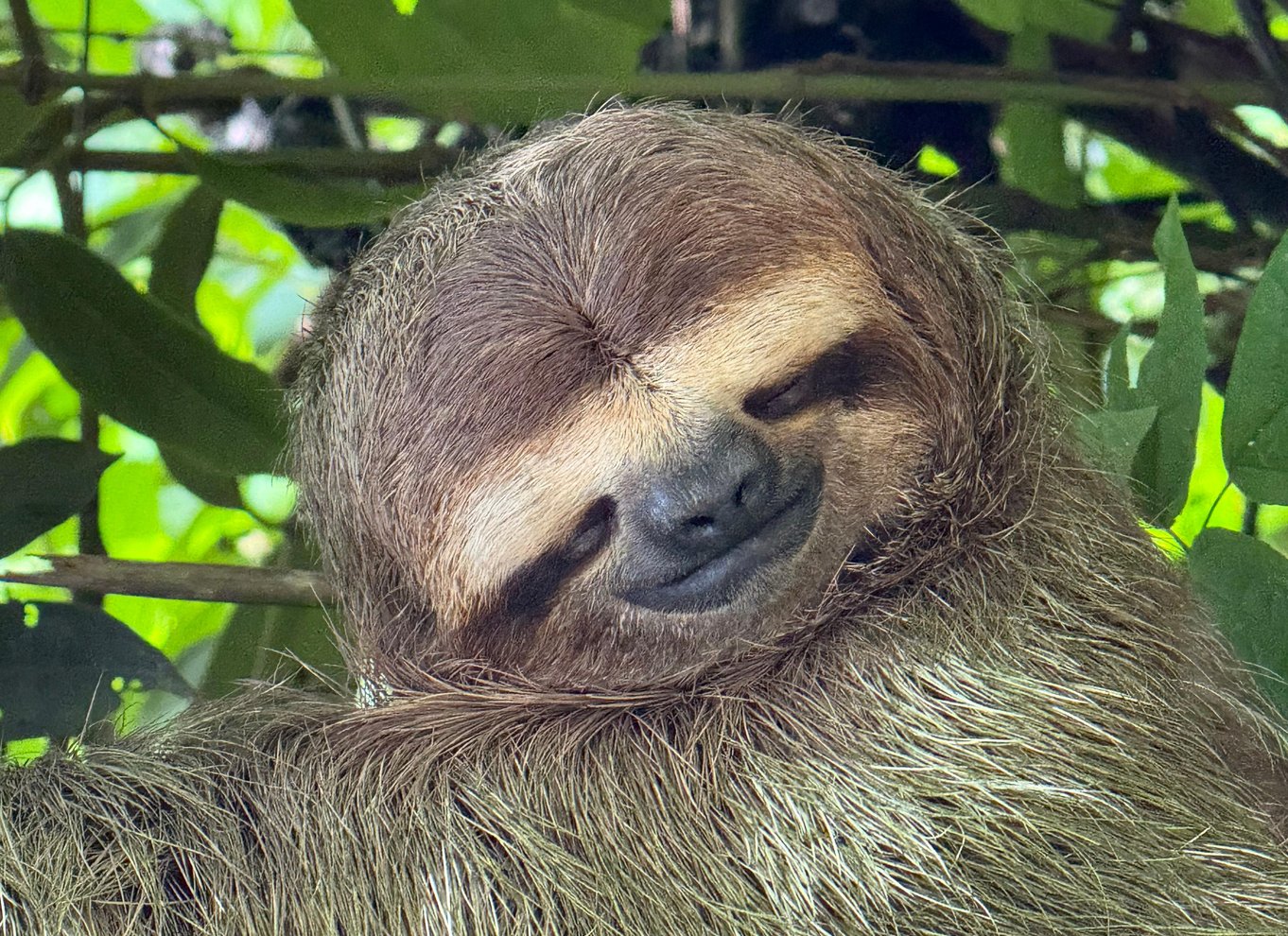 Manuel Antonio Nationalpark: Guidet tur med ENTRÉ INKLUDERET