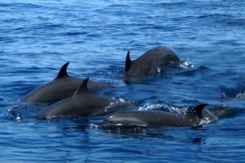 Von Mirissa/Weligama aus: Wale & DelfinbeobachtungsabenteuerVon Mirissa aus: Wale, Delfine und Beobachtungsabenteuer