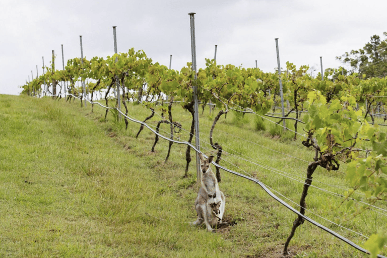 Brisbane: 2.5 Hour Luxury Helicopter & Wine Tour Experience