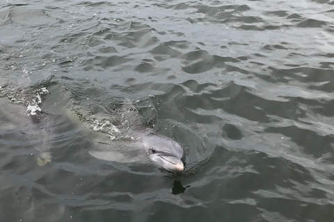 Charleston: Sunset Harbor Cruise with Wildlife Views