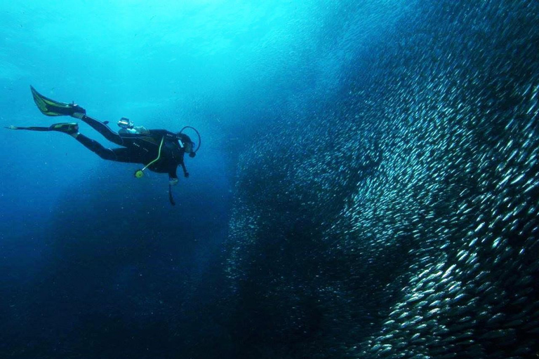 Cebu Sud: Corsa delle sardine e avventura di canyoning facoltativa