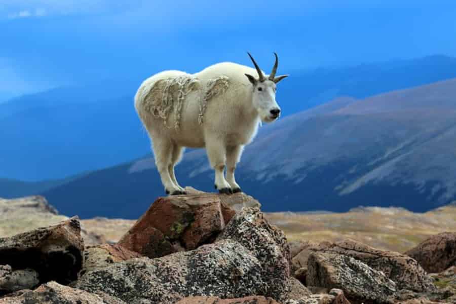 Ab Denver: Mount-Blue-Sky- & Red-Rocks-Tour. Foto: GetYourGuide