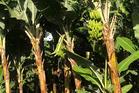 Caminhada em Arusha: Cachoeiras de Napuru