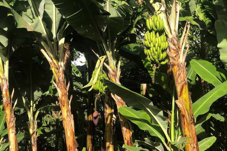 Caminhada em Arusha: Cachoeiras de Napuru