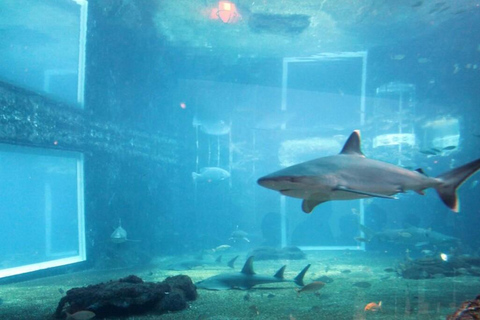 Durban: Full Day Ushaka Marine World Tour