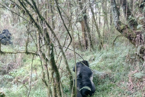 Gorilla Tracking in Bwindi National Park