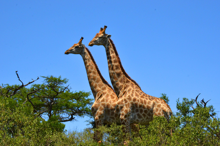 From Durban: Experience Two Big 5 Game Reserves in a Day