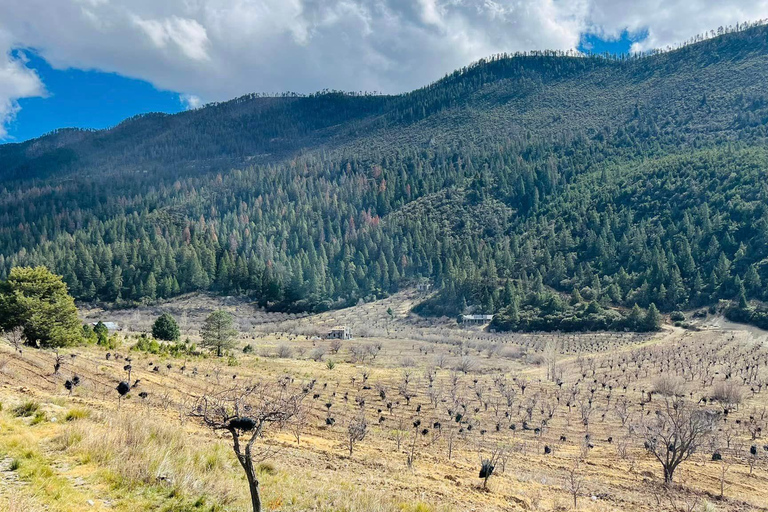 Wycieczka z przewodnikiem, transferem i biletami wstępu na wyprawę ArteagaMonterrey: Wycieczka z przewodnikiem po Arteaga, Coahuila