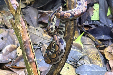 3-Day Amazon Expedition: Jungle, River & Wildlife Tour