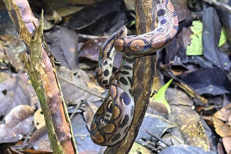3-Day Amazon Expedition: Jungle, River & Wildlife Tour